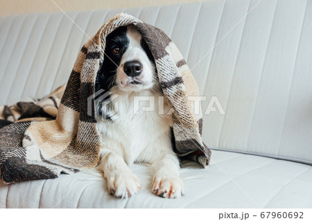 Funny puppy dog border collie lying on couch under 67960692