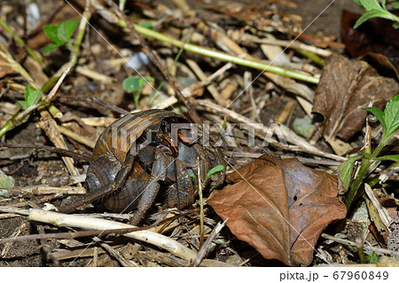 夜活動し始めるオカヤドカリ 陸宿借 陸寄居虫 Terrestrial Hermit Crab 夜活動し始めるオカヤドカリ 陸宿借 陸寄居虫 Terrestrial Hermit Crab 67960849