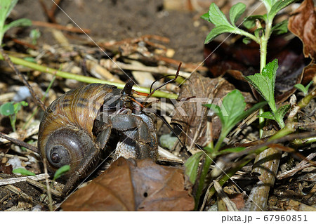 夜活動し始めるオカヤドカリ 陸宿借 陸寄居虫 Terrestrial Hermit Crab 夜活動し始めるオカヤドカリ 陸宿借 陸寄居虫 Terrestrial Hermit Crab 67960851