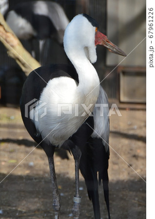 ホオカザリヅル（上野動物園／東京都台東区上野公園） 67961226