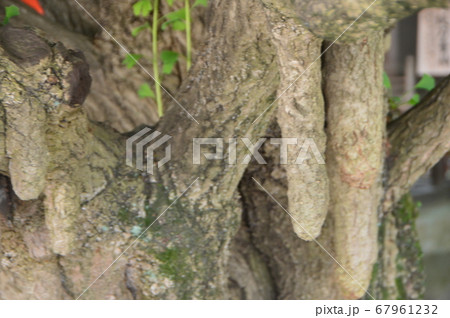 乳銀杏（秩父神社／埼玉県秩父市番場町1-1） 67961232