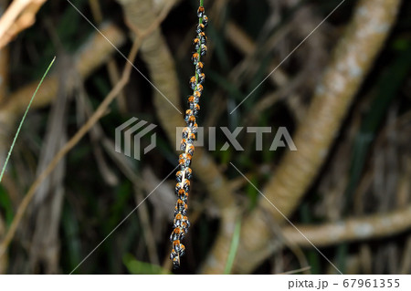 夜集団で蔦につかまって眠るアオスジコシブトハナバチ　青筋腰太花蜂 67961355