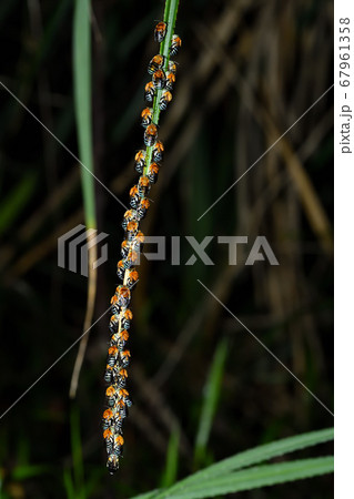 夜集団で蔦につかまって眠るアオスジコシブトハナバチ 青筋腰太花蜂 夜集団で蔦につかまって眠るアオスジコシブトハナバチ 青筋腰太花蜂 67961358