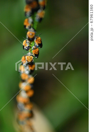 夜集団で蔦につかまって眠るアオスジコシブトハナバチ　青筋腰太花蜂 67961360