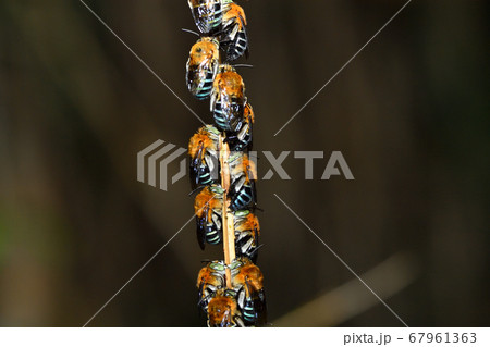 夜集団で蔦につかまって眠るアオスジコシブトハナバチ　青筋腰太花蜂 67961363