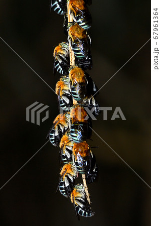 夜集団で蔦につかまって眠るアオスジコシブトハナバチ 青筋腰太花蜂 夜集団で蔦につかまって眠るアオスジコシブトハナバチ 青筋腰太花蜂 67961364