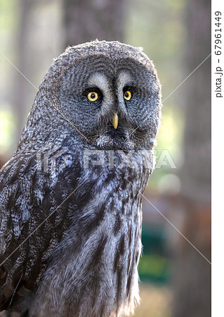 カラフトフクロウ　ノースサファリサッポロ 67961449