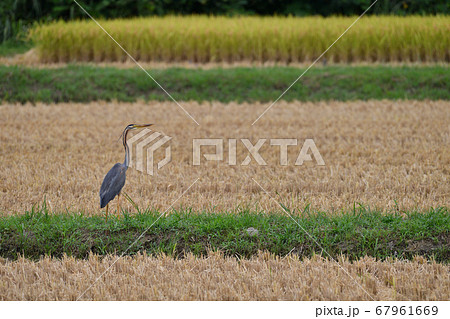 ムラサキサギ Purple heron 紫鷺 Ardea purpurea ムラサキサギ Purple heron 紫鷺 Ardea purpurea 67961669