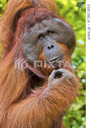 Orangutan, Tanjung Puting National Park, Indonesia Orangutan, Tanjung Puting National Park, Indonesia 67961803