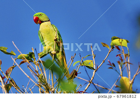 Alexandrine Parakeet, Royal Bardia National Park, Nepal Alexandrine Parakeet, Royal Bardia National Park, Nepal 67961812