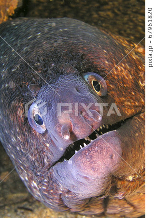 Mediterranean Moray, Cabo Cope Puntas del Calnegre Natural Park, Spain Mediterranean Moray, Cabo Cope Puntas del Calnegre Natural Park, Spain 67961820