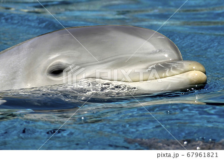 Common Bottlenose Dolphin, Atlantic Bottlenose Common Bottlenose Dolphin, Atlantic Bottlenose 67961821