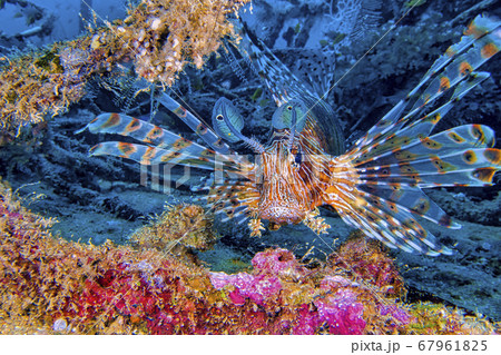 Red Lionfish, South Male Atoll, Maldives 67961825