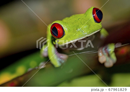 Red-eyed Tree Frog, Corcovado National Park, Costa Rica Red-eyed Tree Frog, Corcovado National Park, Costa Rica 67961829