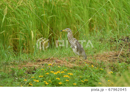 渡り鳥アカガシラサギ冬羽 Chinese pond heron 赤頭鷺 Ardeola bacchu 渡り鳥アカガシラサギ冬羽 Chinese pond heron 赤頭鷺 Ardeola bacchu 67962045