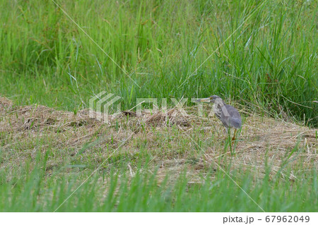渡り鳥アカガシラサギ冬羽 Chinese pond heron 赤頭鷺 Ardeola bacchu 渡り鳥アカガシラサギ冬羽 Chinese pond heron 赤頭鷺 Ardeola bacchu 67962049