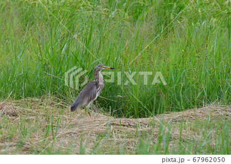 渡り鳥アカガシラサギ冬羽　Chinese pond heron　赤頭鷺　Ardeola bacchu 67962050