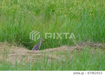 渡り鳥アカガシラサギ冬羽　Chinese pond heron　赤頭鷺　Ardeola bacchu 67962052
