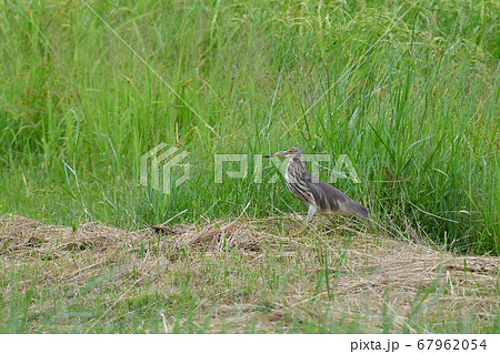 渡り鳥アカガシラサギ冬羽　Chinese pond heron　赤頭鷺　Ardeola bacchu 67962054