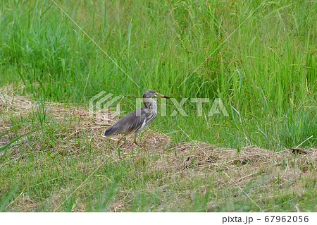 渡り鳥アカガシラサギ冬羽 Chinese pond heron 赤頭鷺 Ardeola bacchu 渡り鳥アカガシラサギ冬羽 Chinese pond heron 赤頭鷺 Ardeola bacchu 67962056