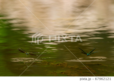 波紋 水トンボ ダンス 67962121