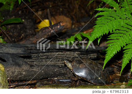 ヤエヤマイシガメ Asian brown pond turtle 八重山石亀 石亀 イシガメ ヤエヤマイシガメ Asian brown pond turtle 八重山石亀 石亀 イシガメ 67962313