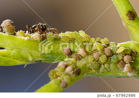 Colony of aphids and ants on garden plants 67962986
