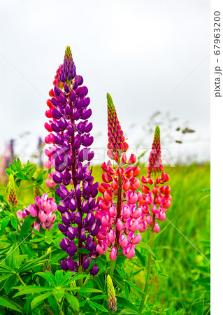 サロベツ原野の初夏に咲くルピナスの花の写真素材