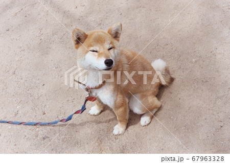 犬 子犬 フィルム 67963328