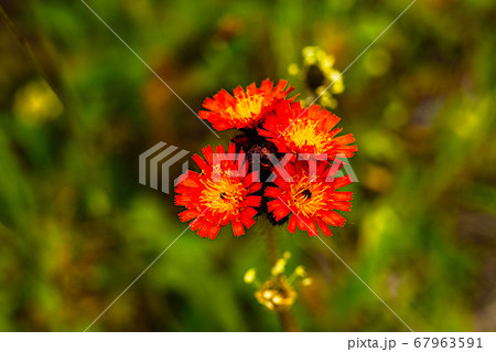サロベツの原野を飾るコウリンタンポポ サロベツの原野を飾るコウリンタンポポ 67963591