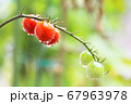 朝露に濡れるミニトマト 67963978