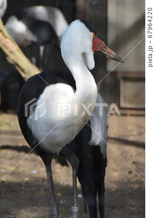 ホオカザリヅル（上野動物園／東京都台東区上野公園） 67964220