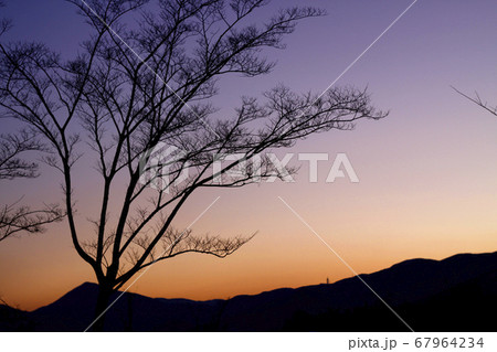 夕焼け 冬の木 冬 67964234