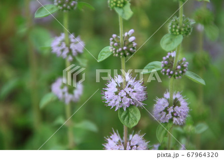 ペニーロイヤルミントの花のクローズアップの写真素材