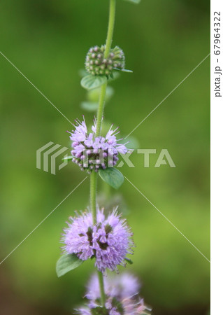 ペニーロイヤルミントの花のクローズアップの写真素材