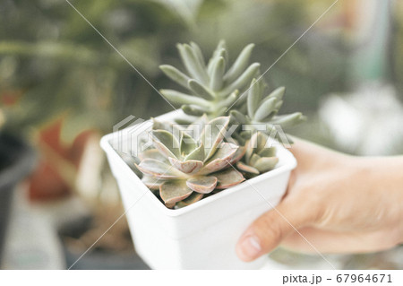 Woman hand holding fresh succulent plant in pot Woman hand holding fresh succulent plant in pot 67964671