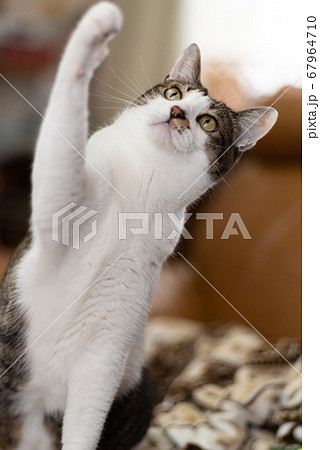 猫パンチ キジトラ猫の写真素材