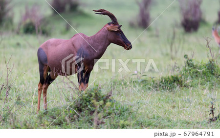 Topi Gazelle in the Kenyan savanna amidst a grassy 67964791