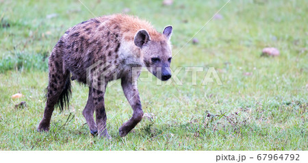 A hyena walks in the savanna in search of food 67964792