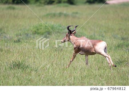 A hartebeest in the savannah of Kenya 67964812