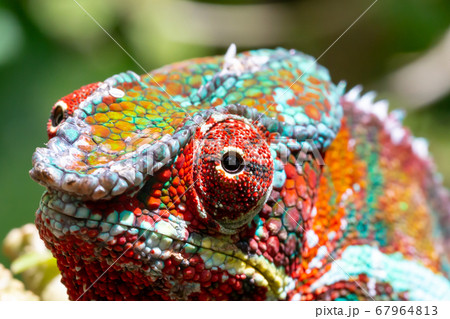Colorful chameleon on a branch in a national park 67964813