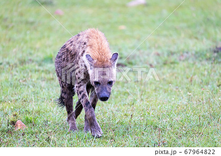 A hyena walks in the savanna in search of food 67964822
