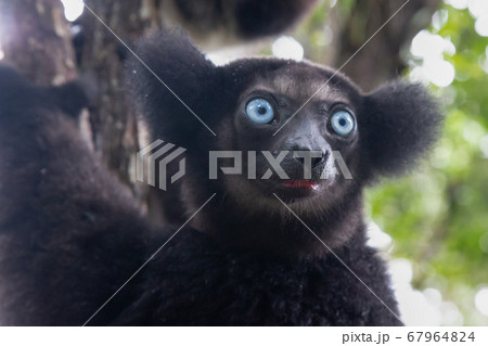 Portrait of the Indri lemurs in a rainforest in 67964824