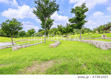 馬見丘陵公園　ひまわり　夏 67965005