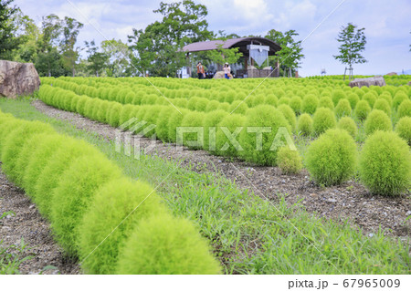 馬見丘陵公園　ひまわり　夏 67965009