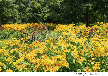 馬見丘陵公園　ひまわり　夏 67965035