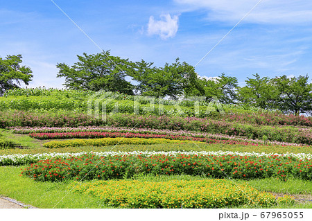 馬見丘陵公園 ひまわり 夏 馬見丘陵公園 ひまわり 夏 67965055