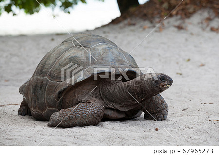 A big turtle on the beach on the Seychelles A big turtle on the beach on the Seychelles 67965273