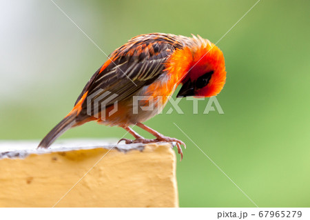 A small red local bird on the Seychelles A small red local bird on the Seychelles 67965279