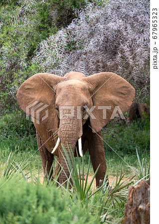 Eleophants walk in the savannah between the plants Eleophants walk in the savannah between the plants 67965323